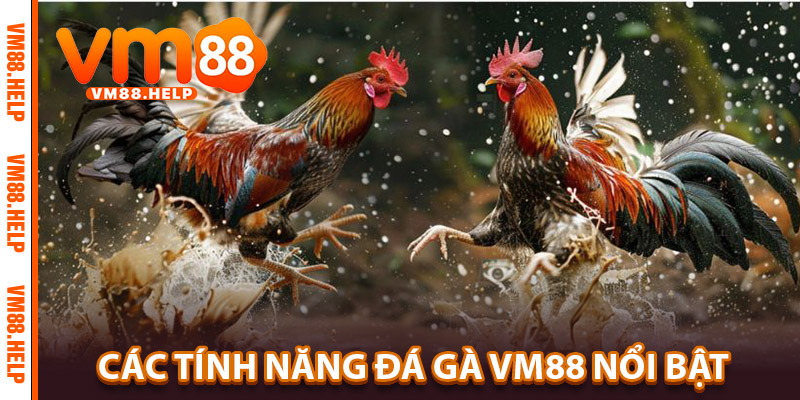 Đá Gà VM88 – Cuộc Chiến Của Những Kê Thủ Kịch Tính 2 Các Tính Năng Đá Gà VM88 Nổi Bật