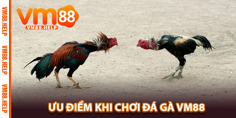 Đá Gà VM88 – Cuộc Chiến Của Những Kê Thủ Kịch Tính 3 Ưu Điểm Khi Chơi Đá Gà VM88